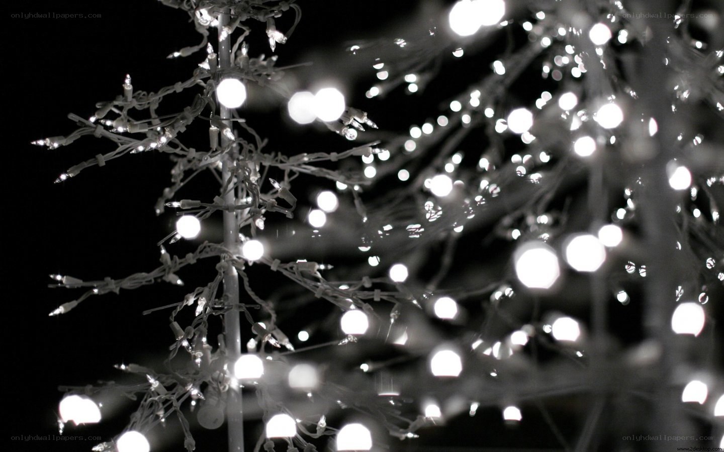 Christmas lights on a tree