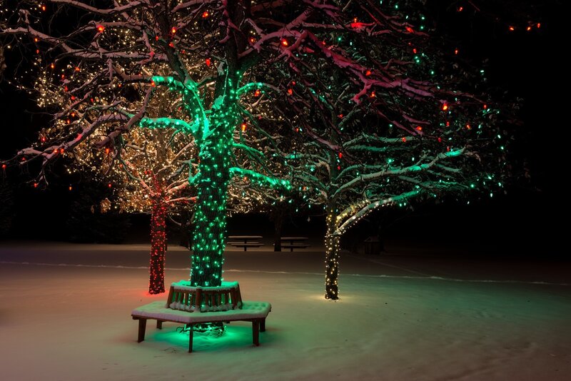 Christmas lights on snowy trees