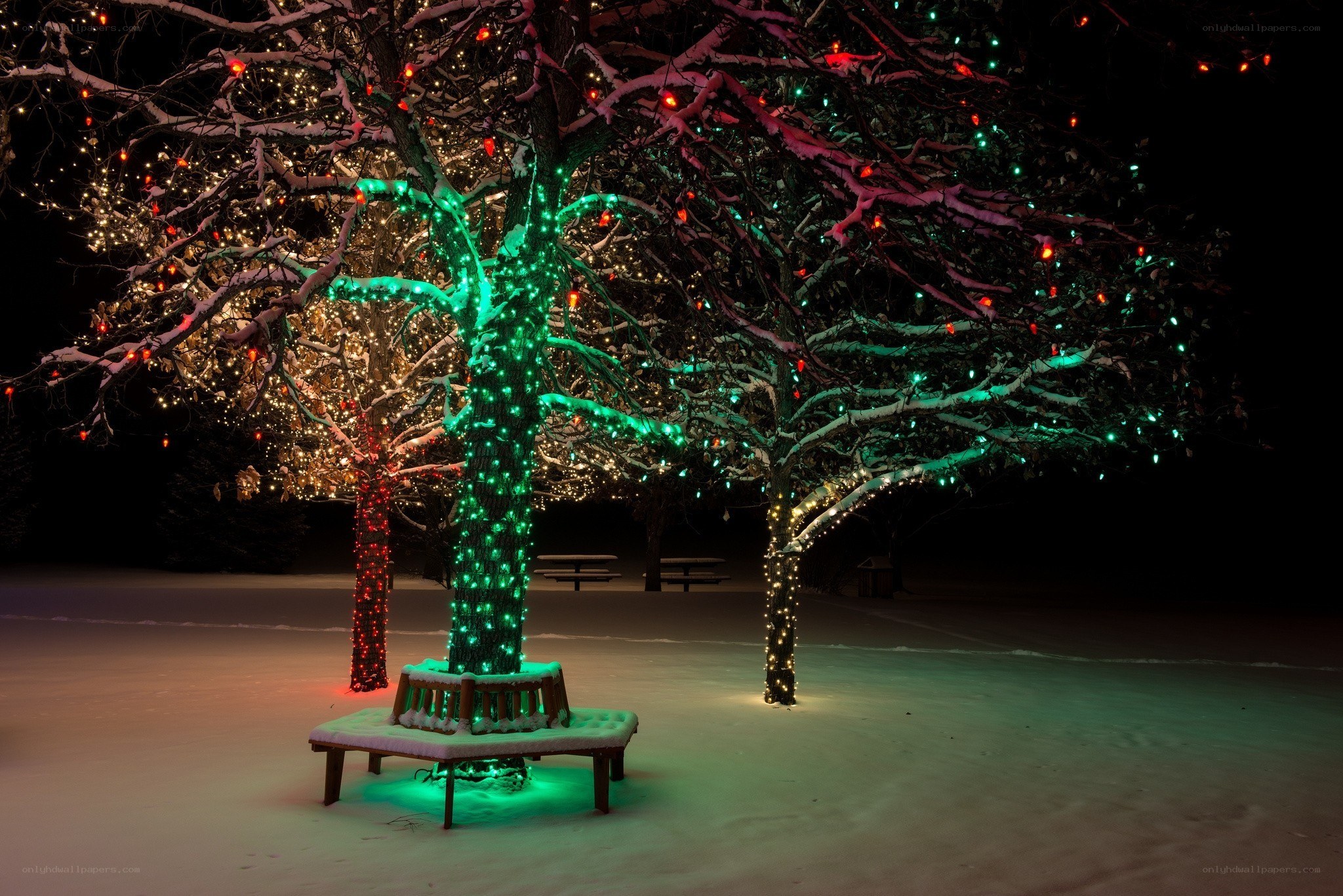 Christmas lights on snowy trees