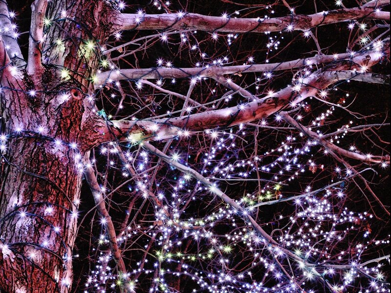 Christmas lights on tree branches