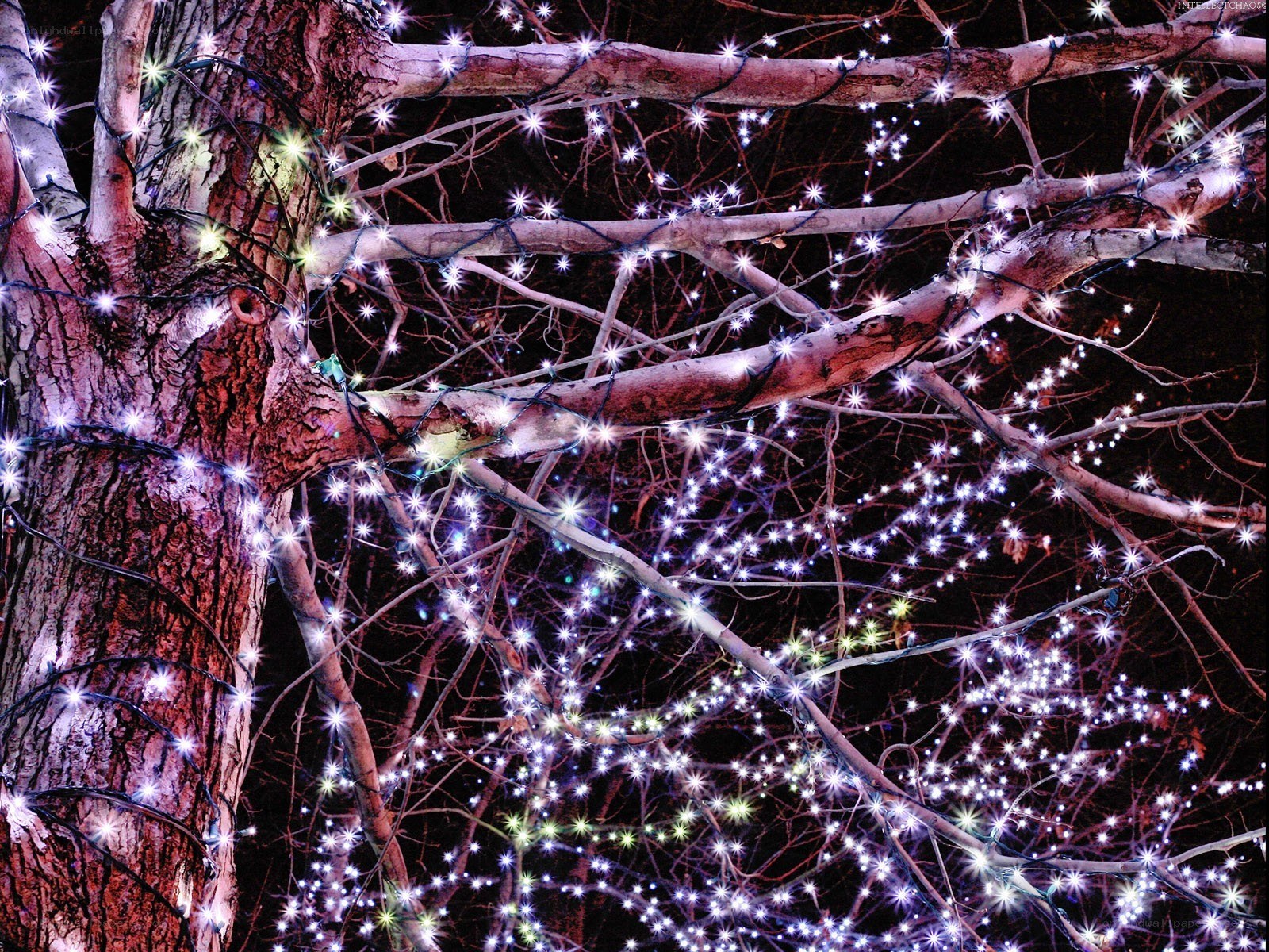 Christmas lights on tree branches