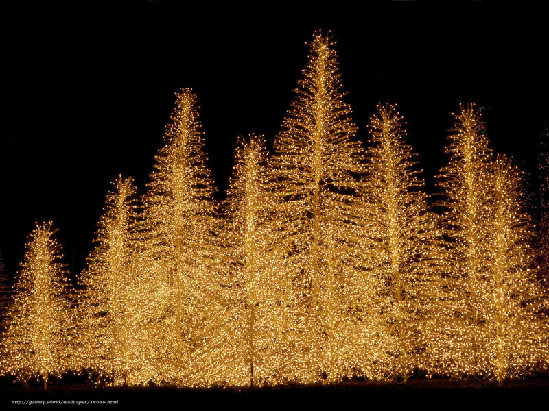 Christmas lights on trees