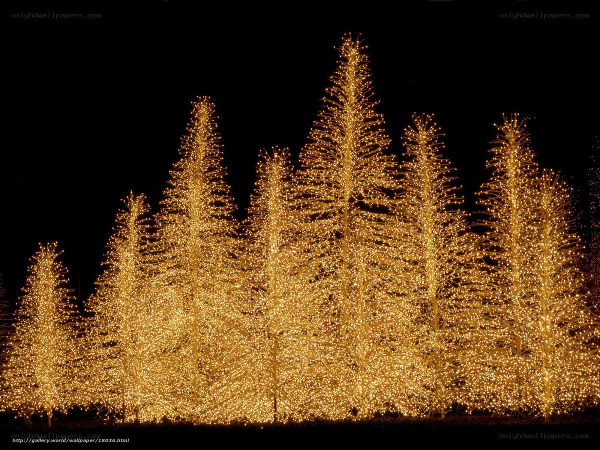Christmas lights on trees