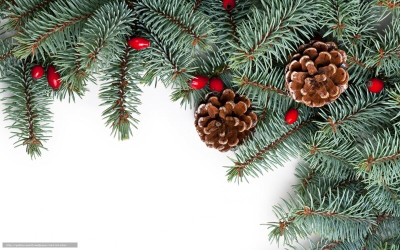 Christmas pine branches with cones