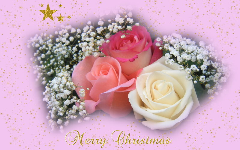 Christmas roses with stars