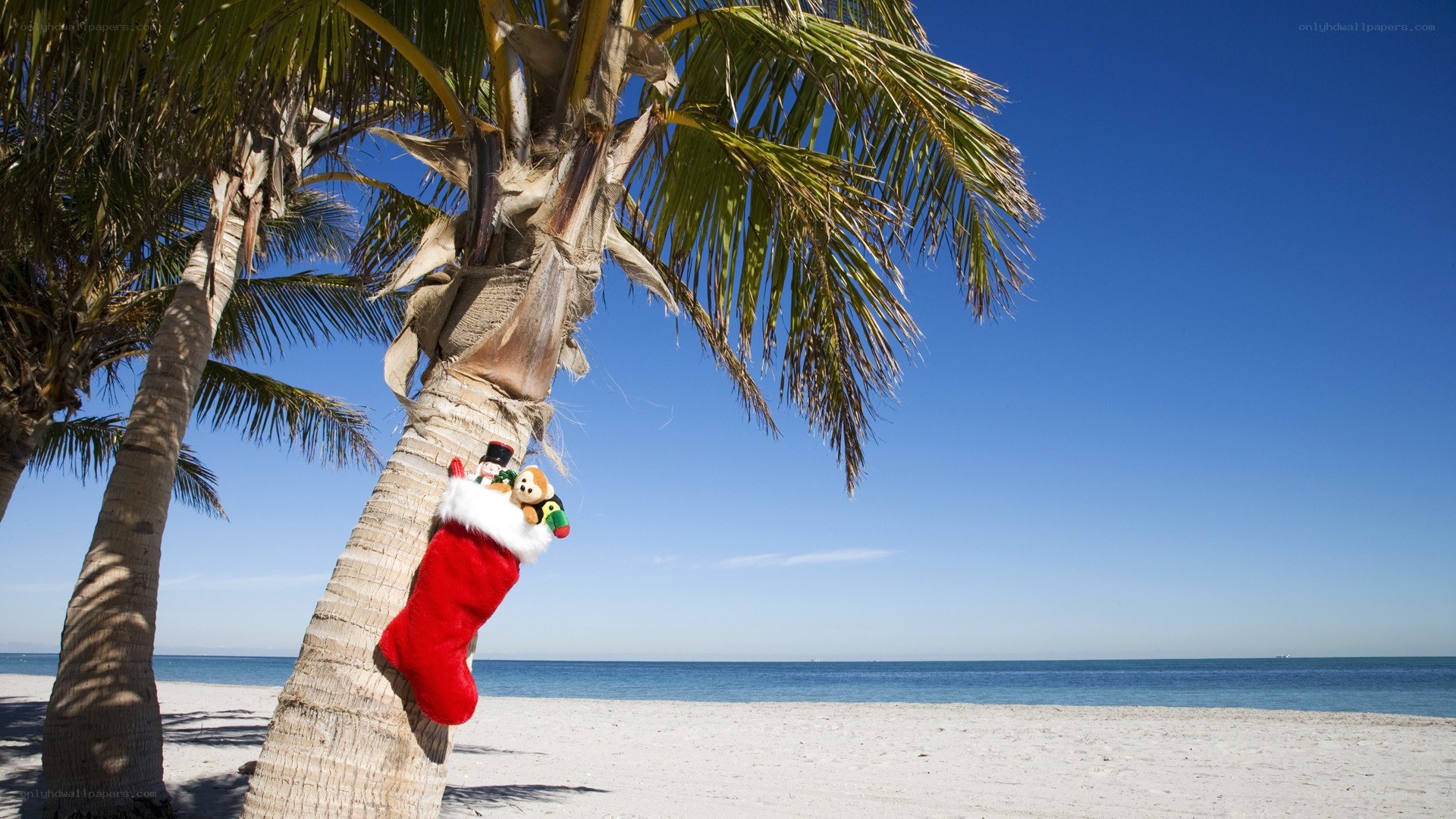 Christmas stocking on palm tree