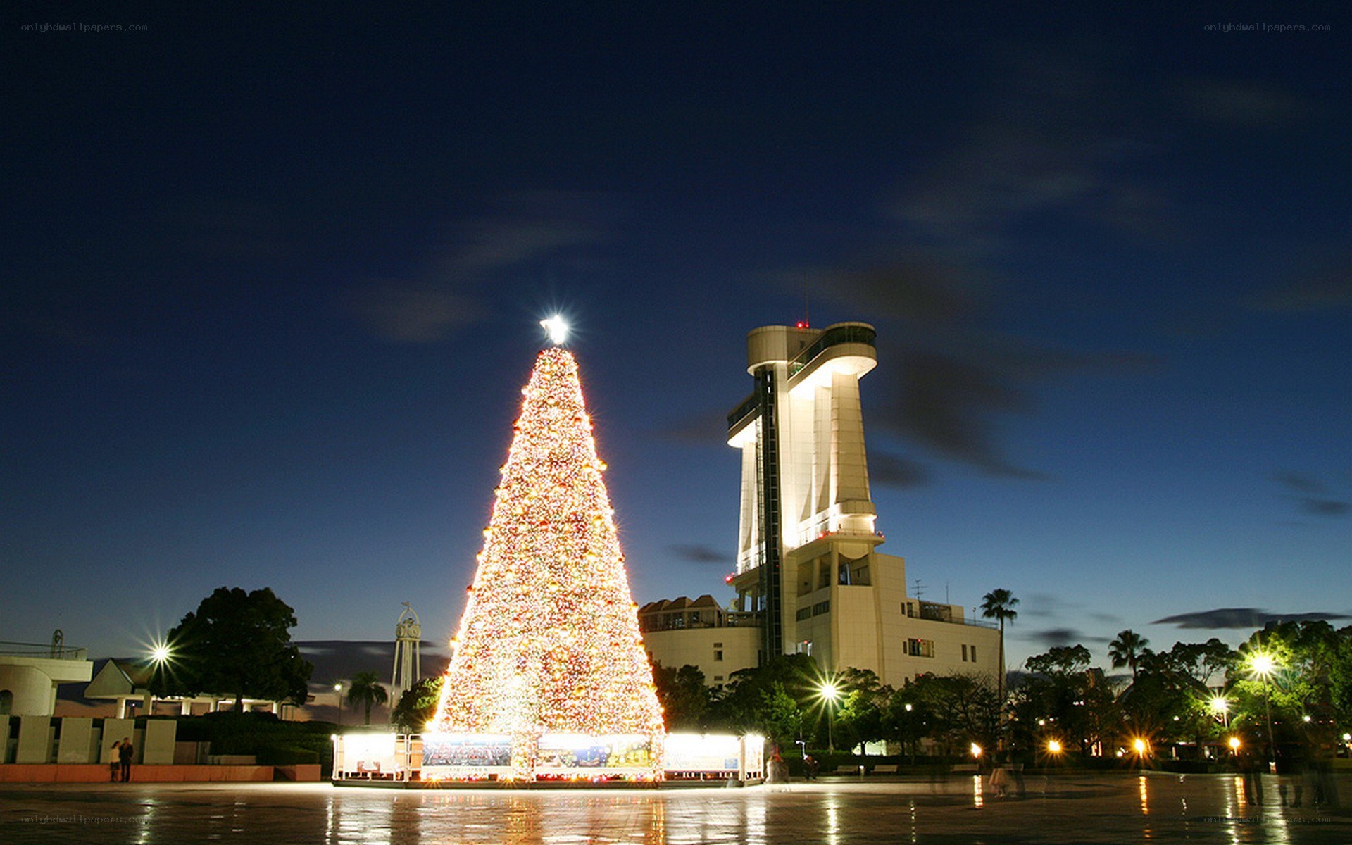 Christmas tree at night