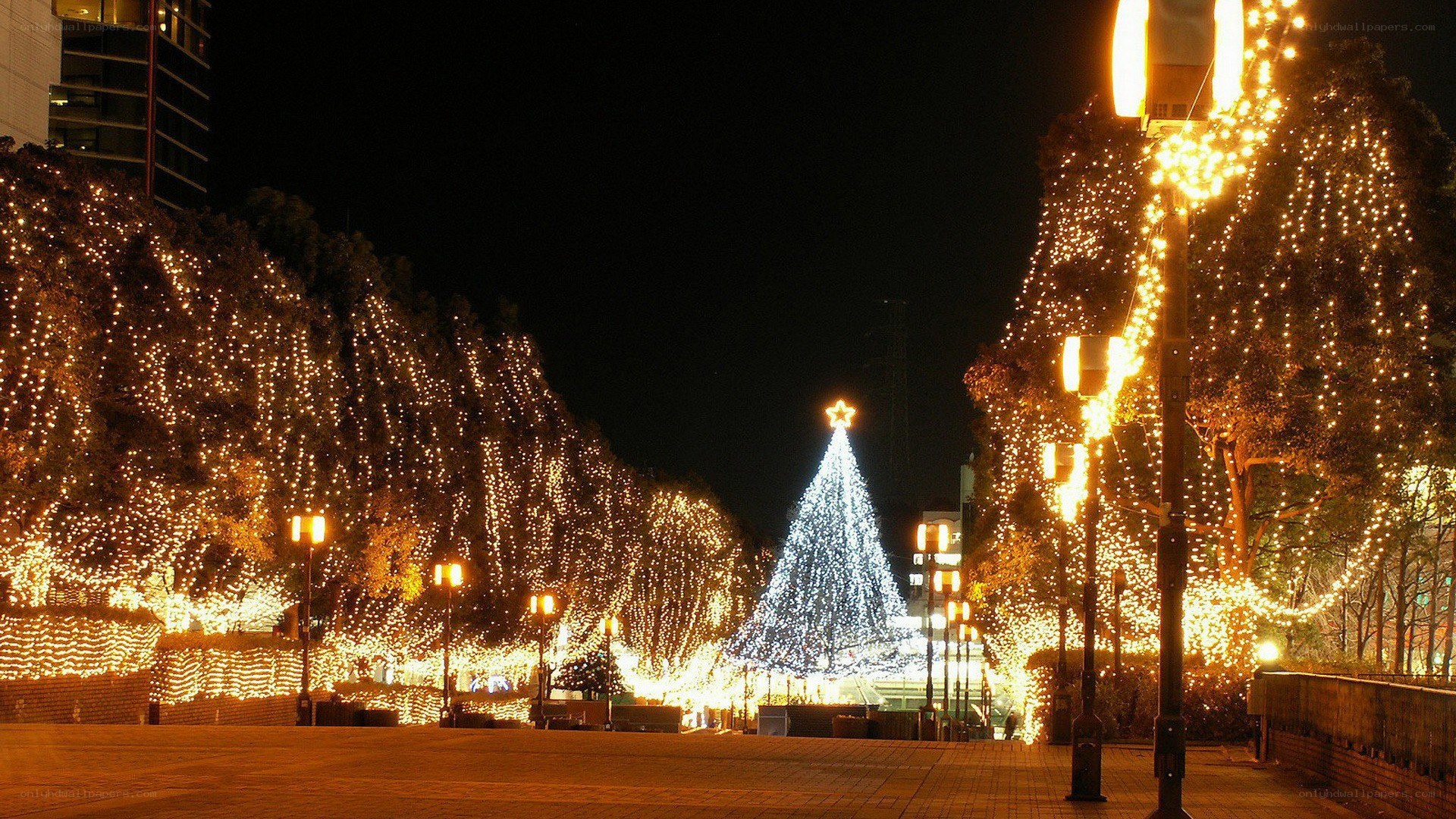 Christmas tree at night
