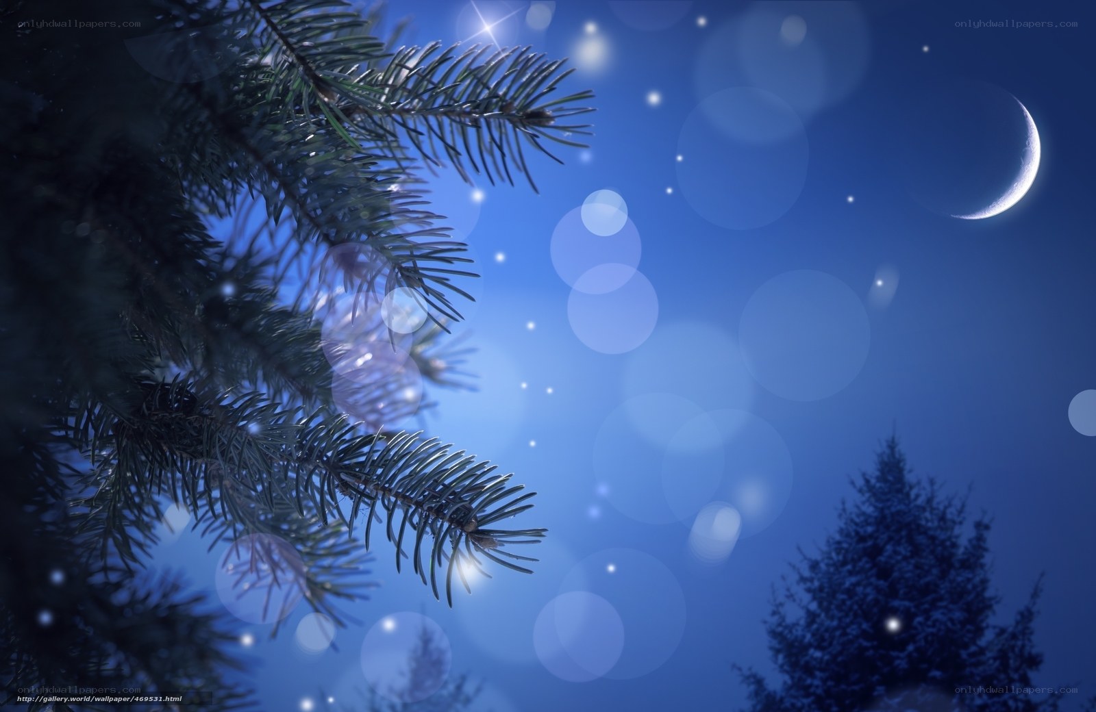 Christmas tree branches at night