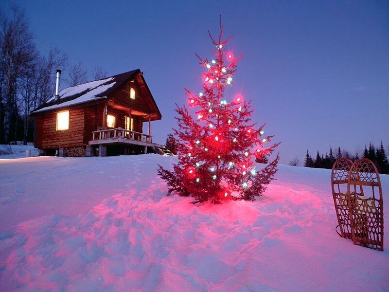 Christmas tree by cabin