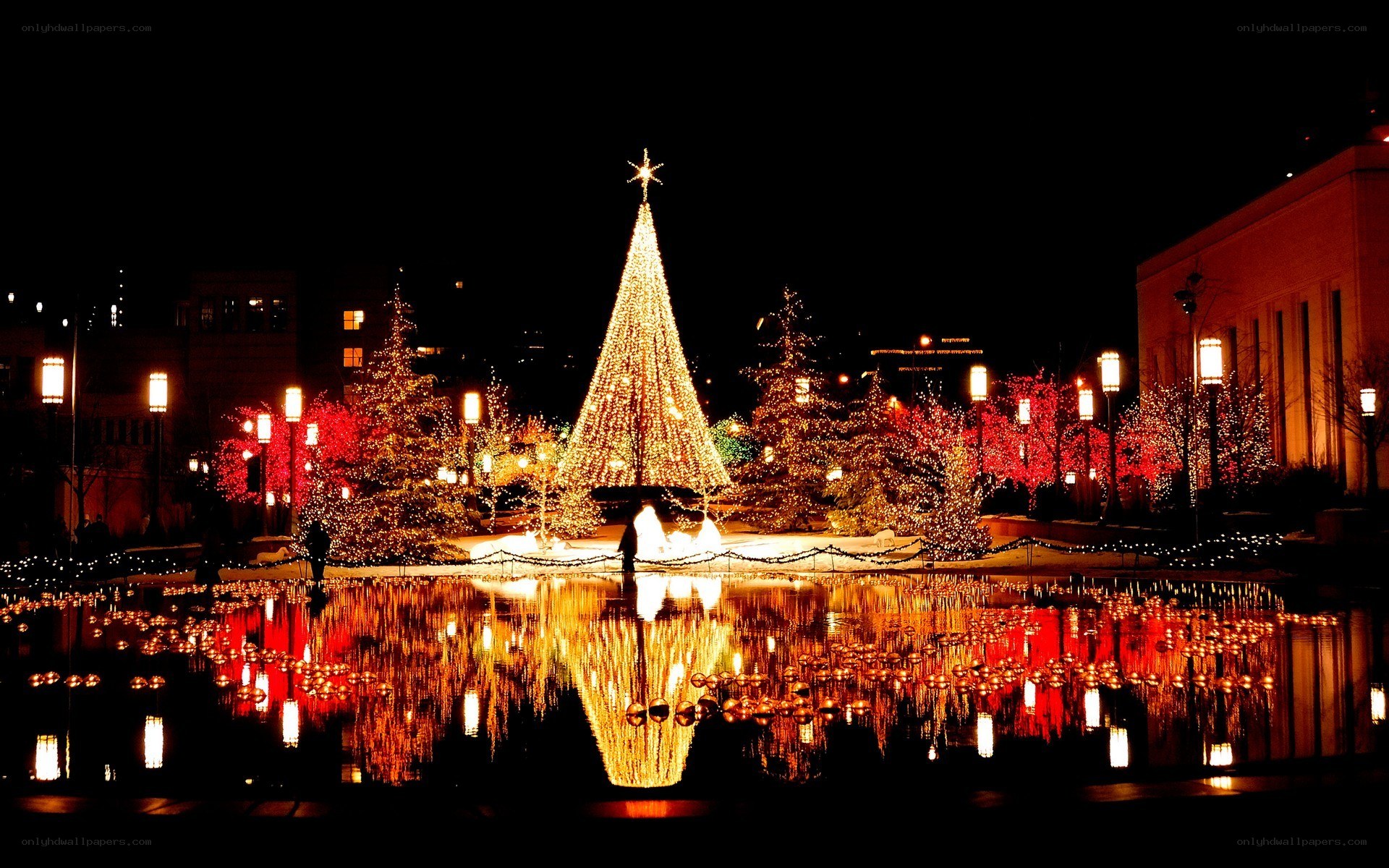 Christmas tree by the pond