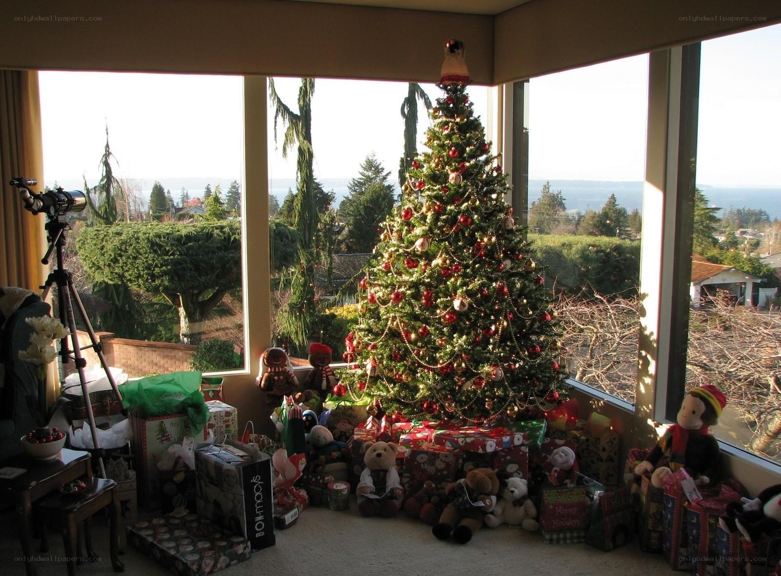 Christmas tree by the window