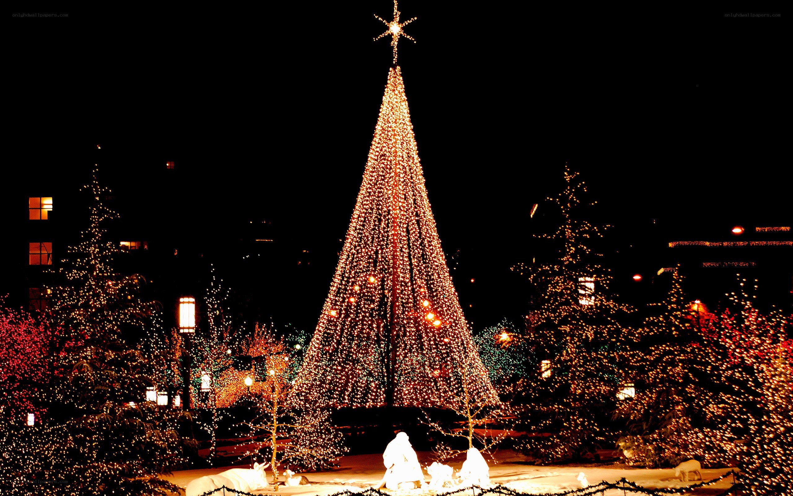 Christmas tree display at night