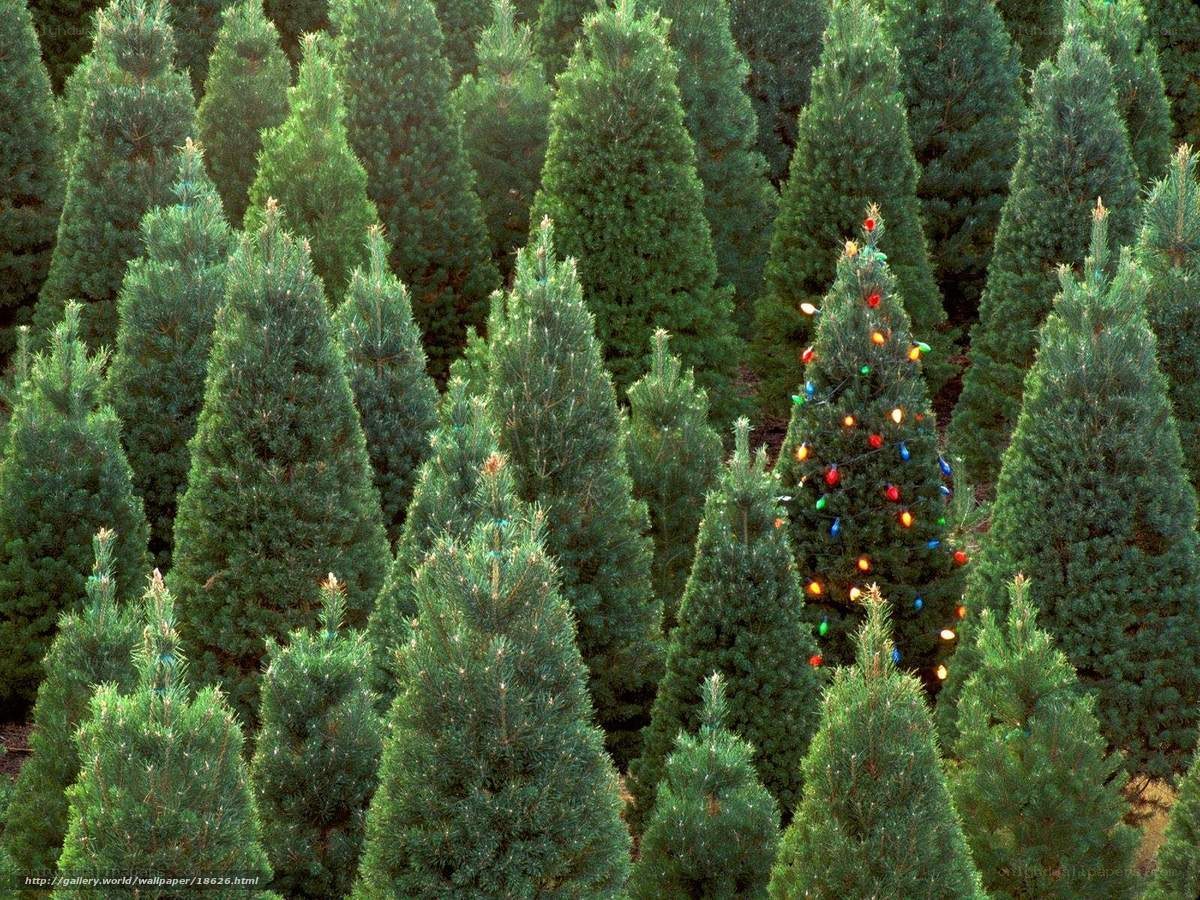 Christmas tree farm with decorated tree