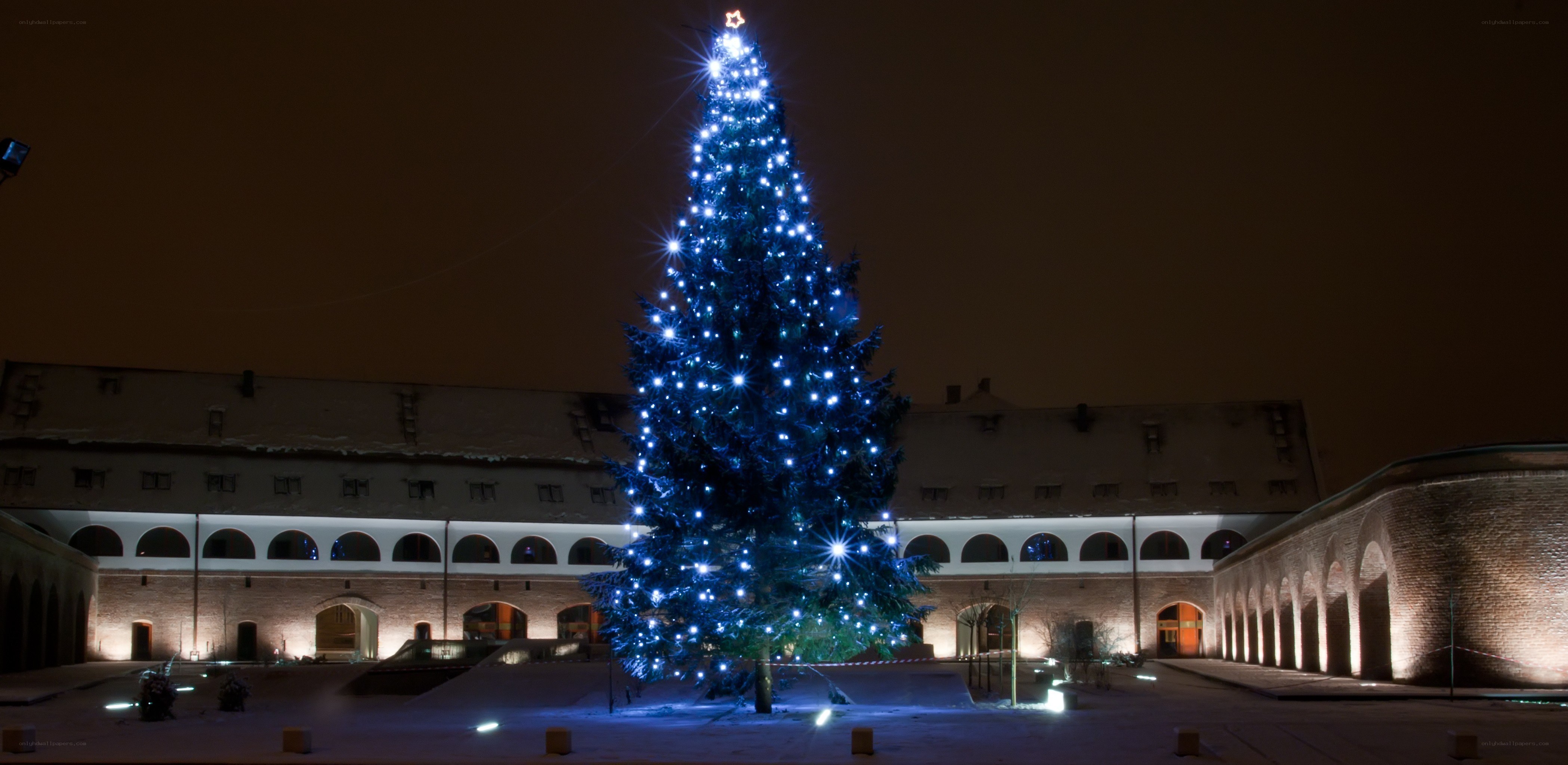 Christmas tree in courtyard