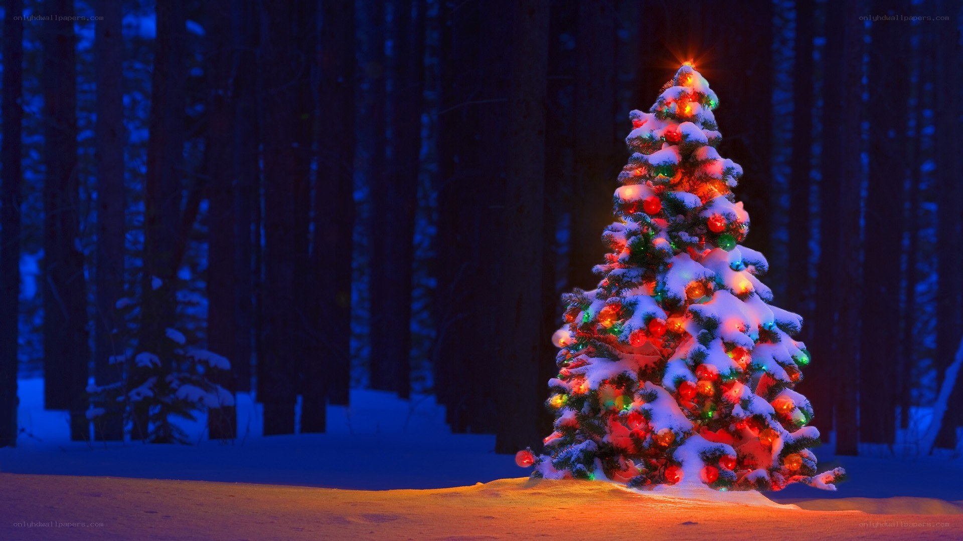 Christmas tree in snowy forest