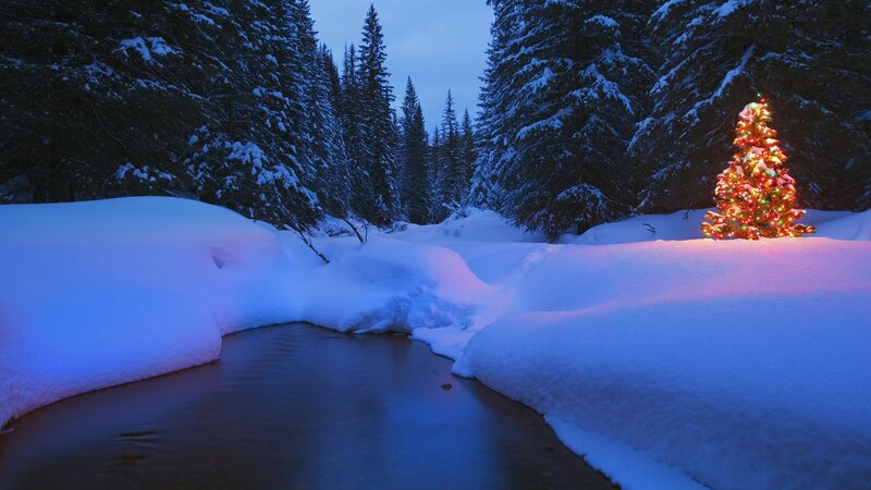 Christmas tree in snowy forest