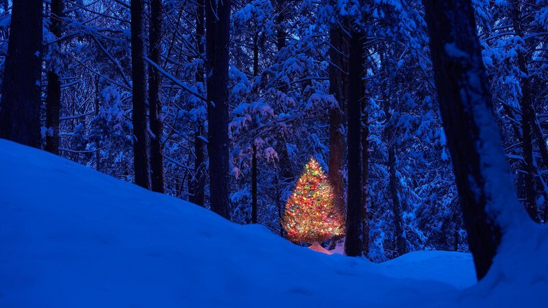 Christmas tree in snowy forest