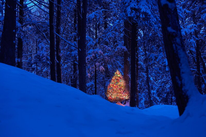 Christmas tree in snowy forest