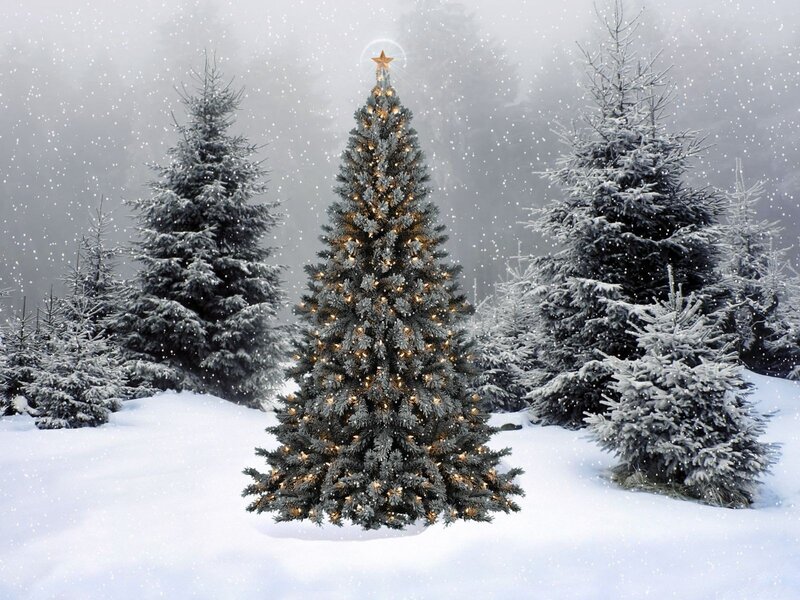 Christmas tree in snowy forest