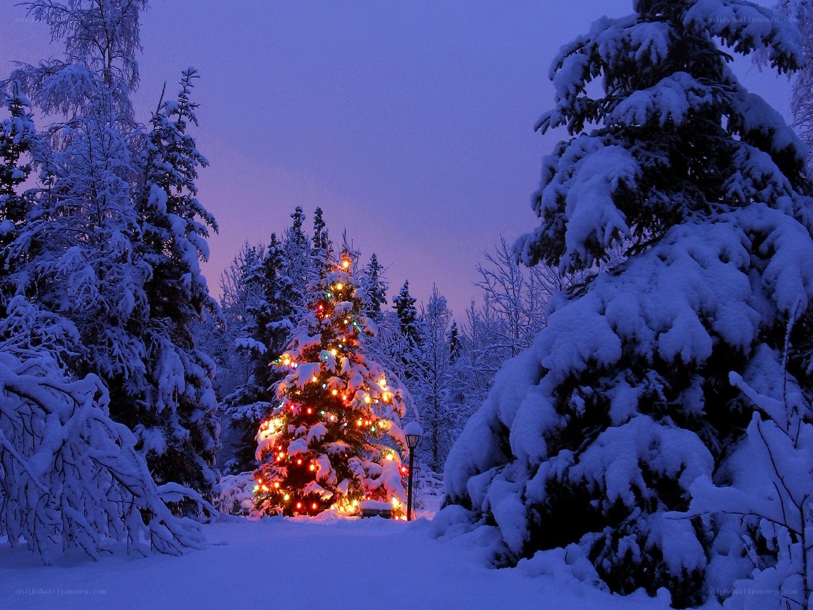 Christmas tree in snowy forest