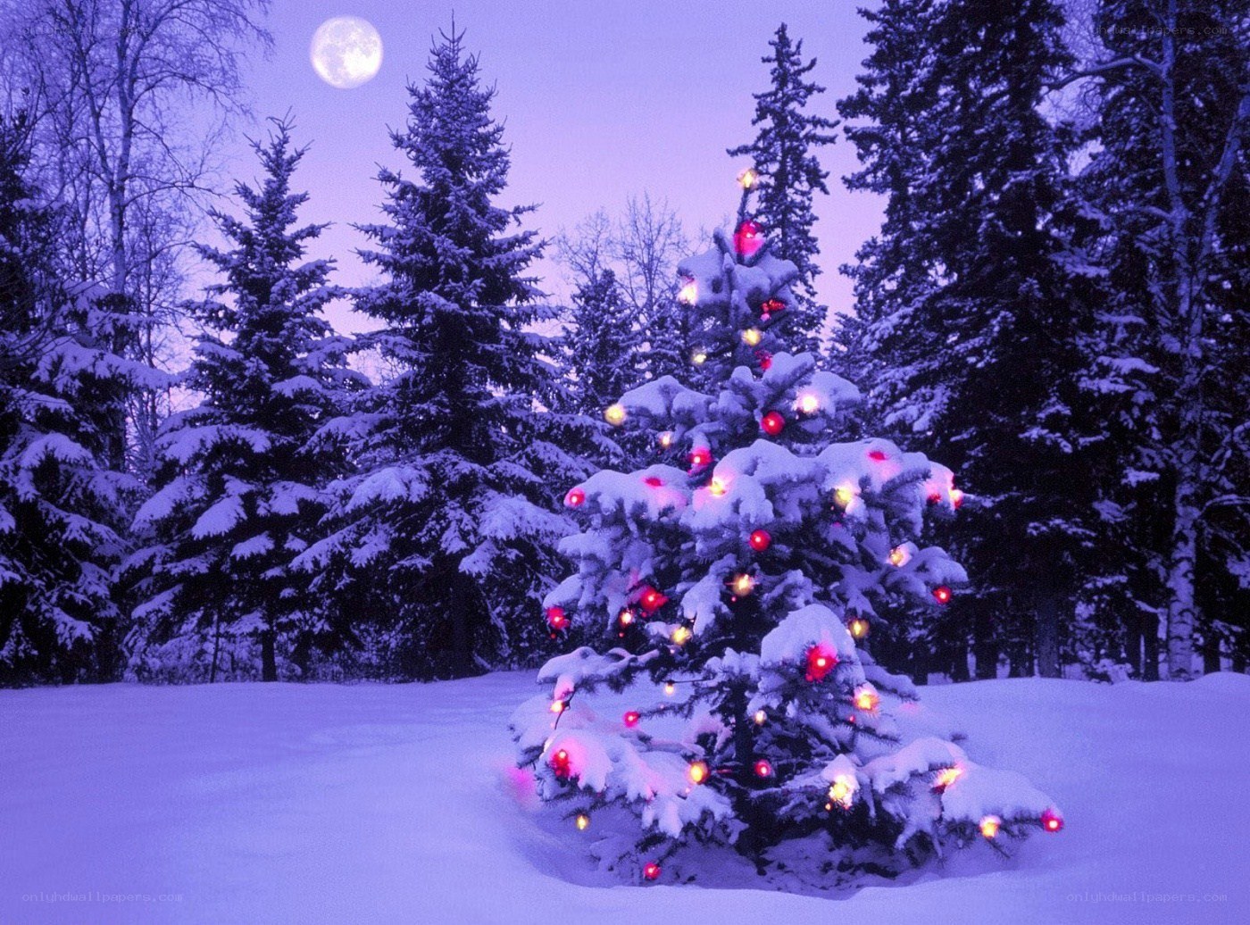 Christmas tree in snowy forest