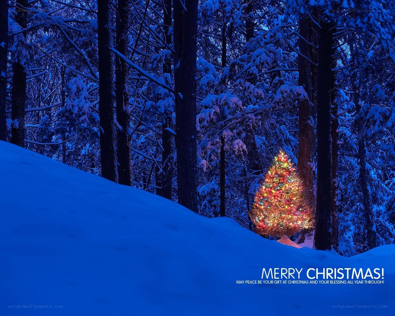 Christmas tree in snowy forest