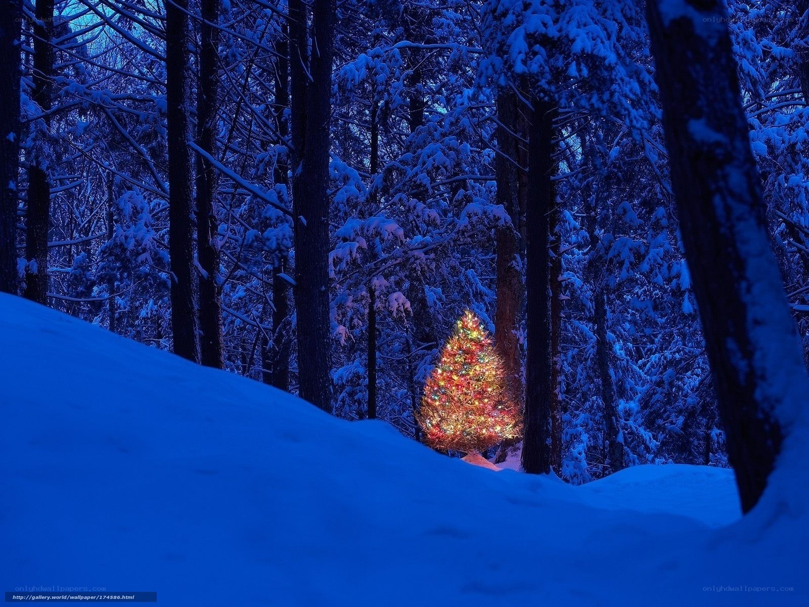 Christmas tree in snowy forest