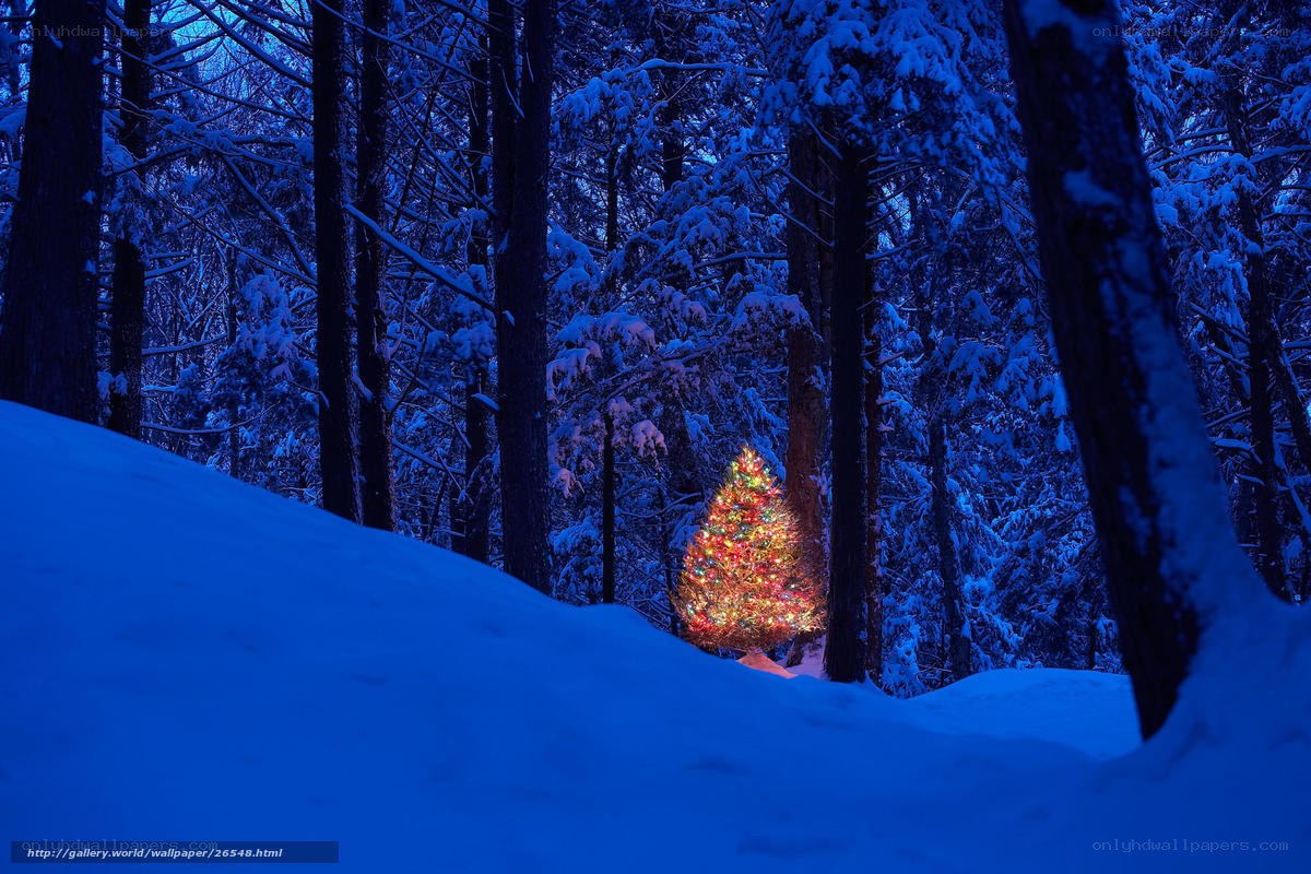Christmas tree in snowy forest