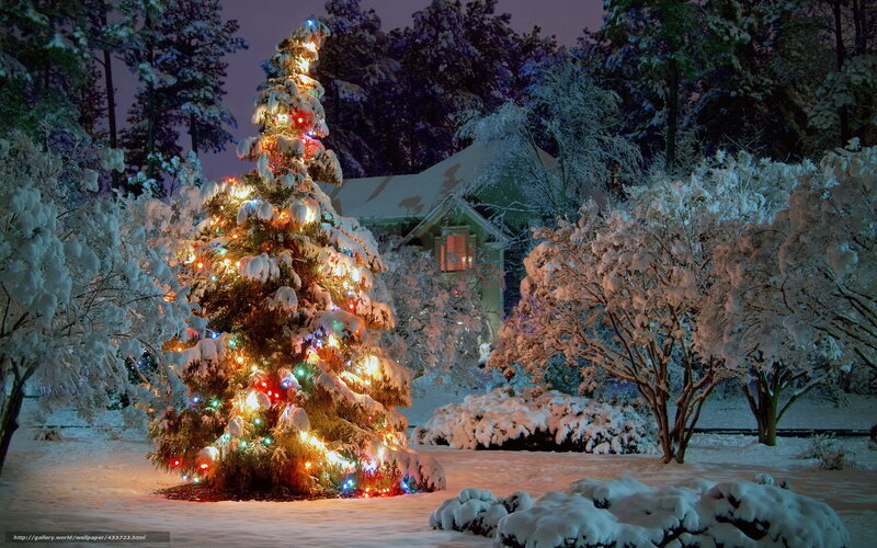 Christmas tree in snowy garden