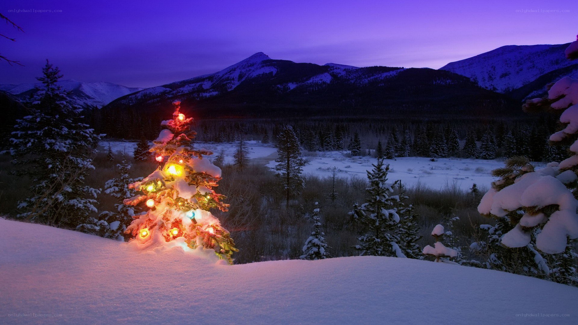 Christmas tree in snowy mountains