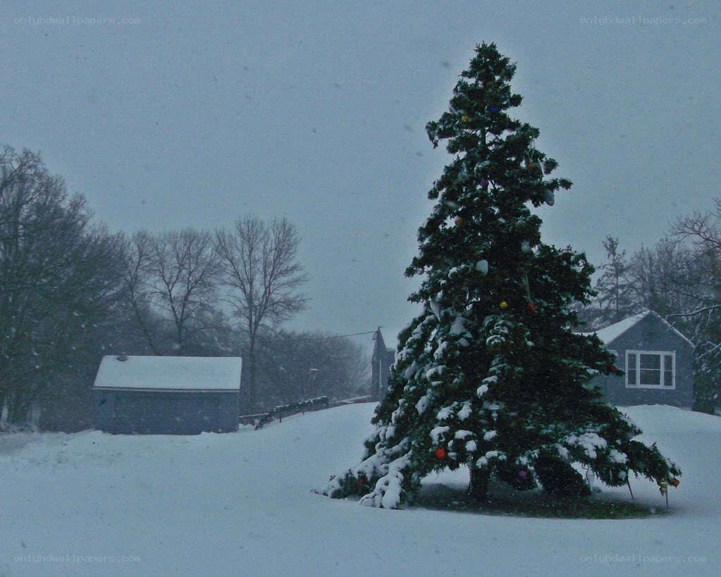 Christmas tree in snowy yard