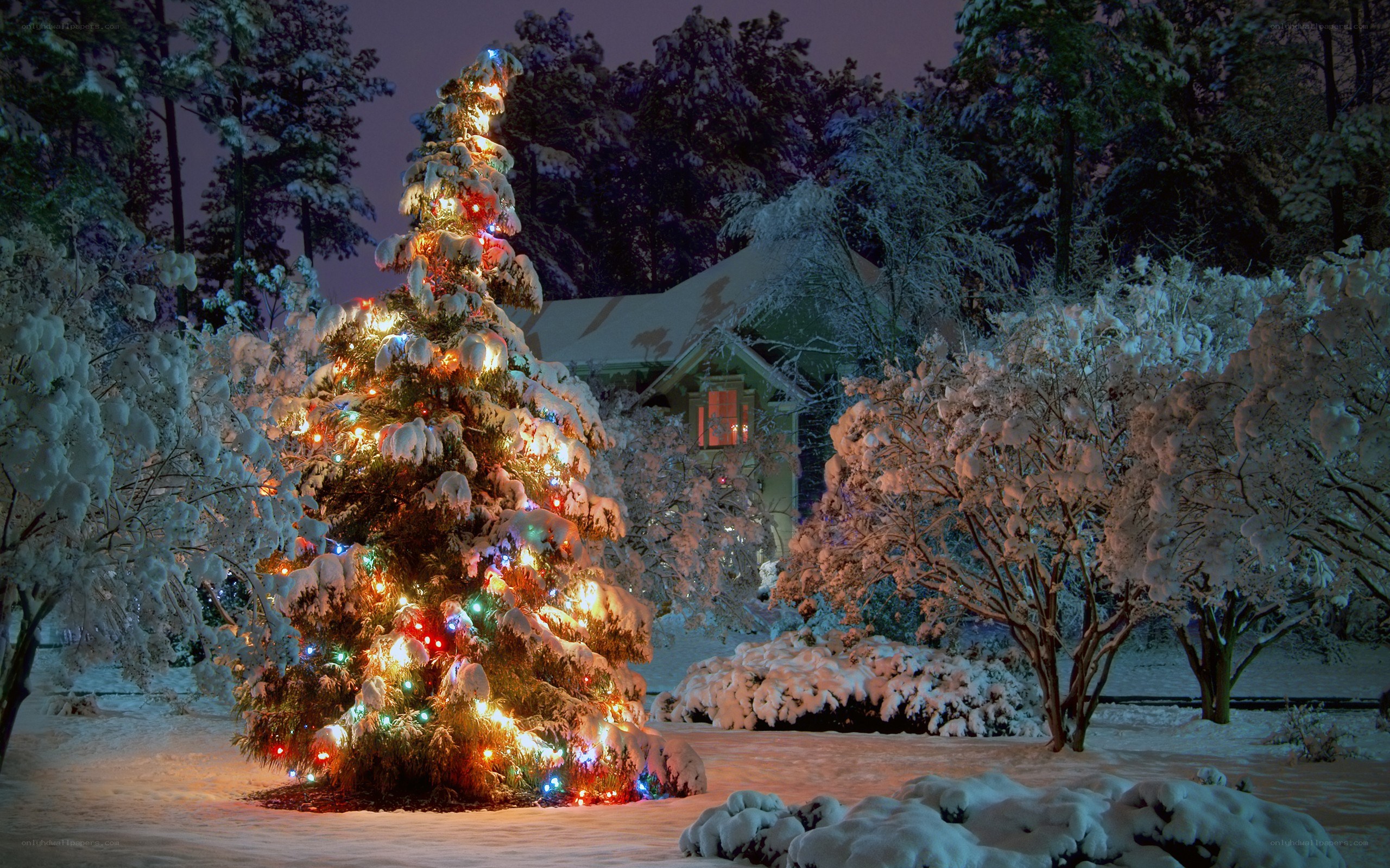 Christmas tree in snowy yard