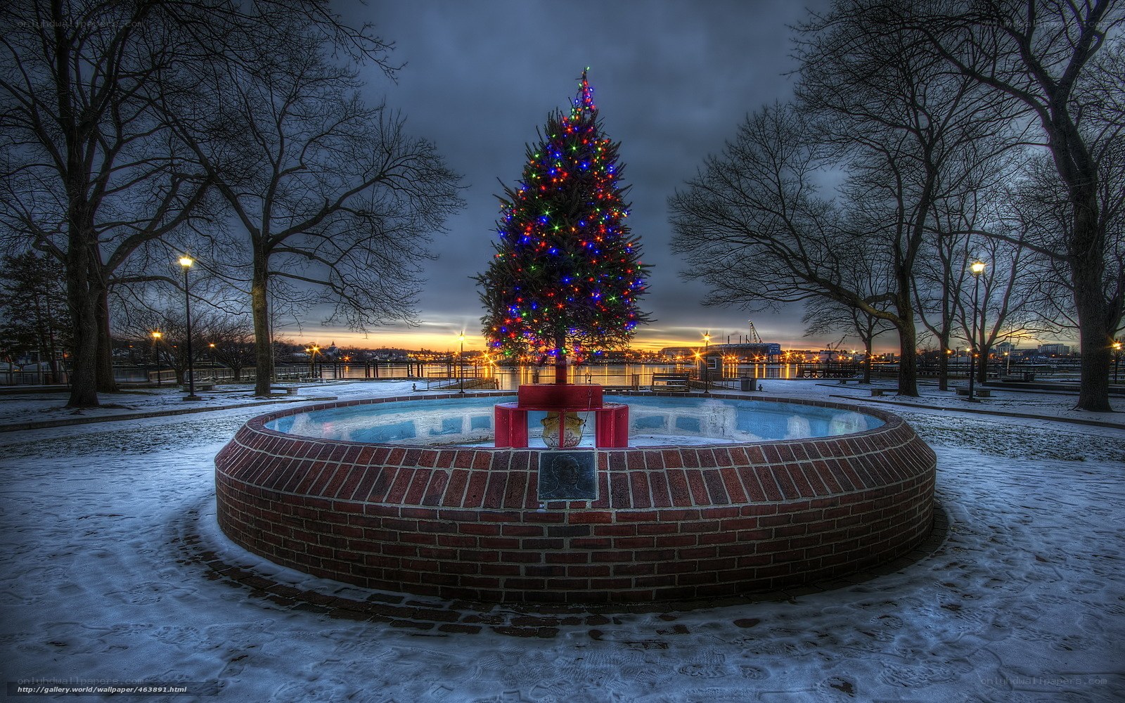 Christmas tree in winter park