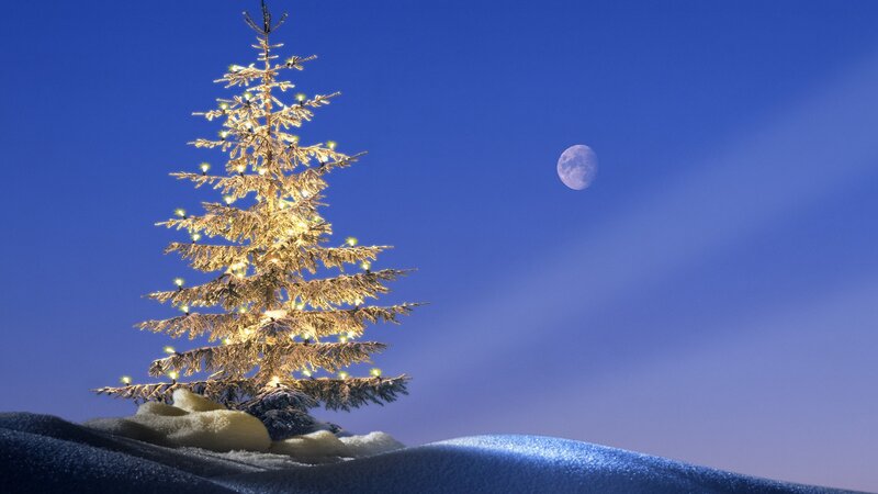 Christmas tree under moonlight