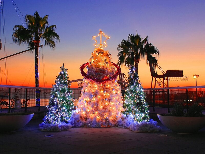Christmas Trees at Sunset