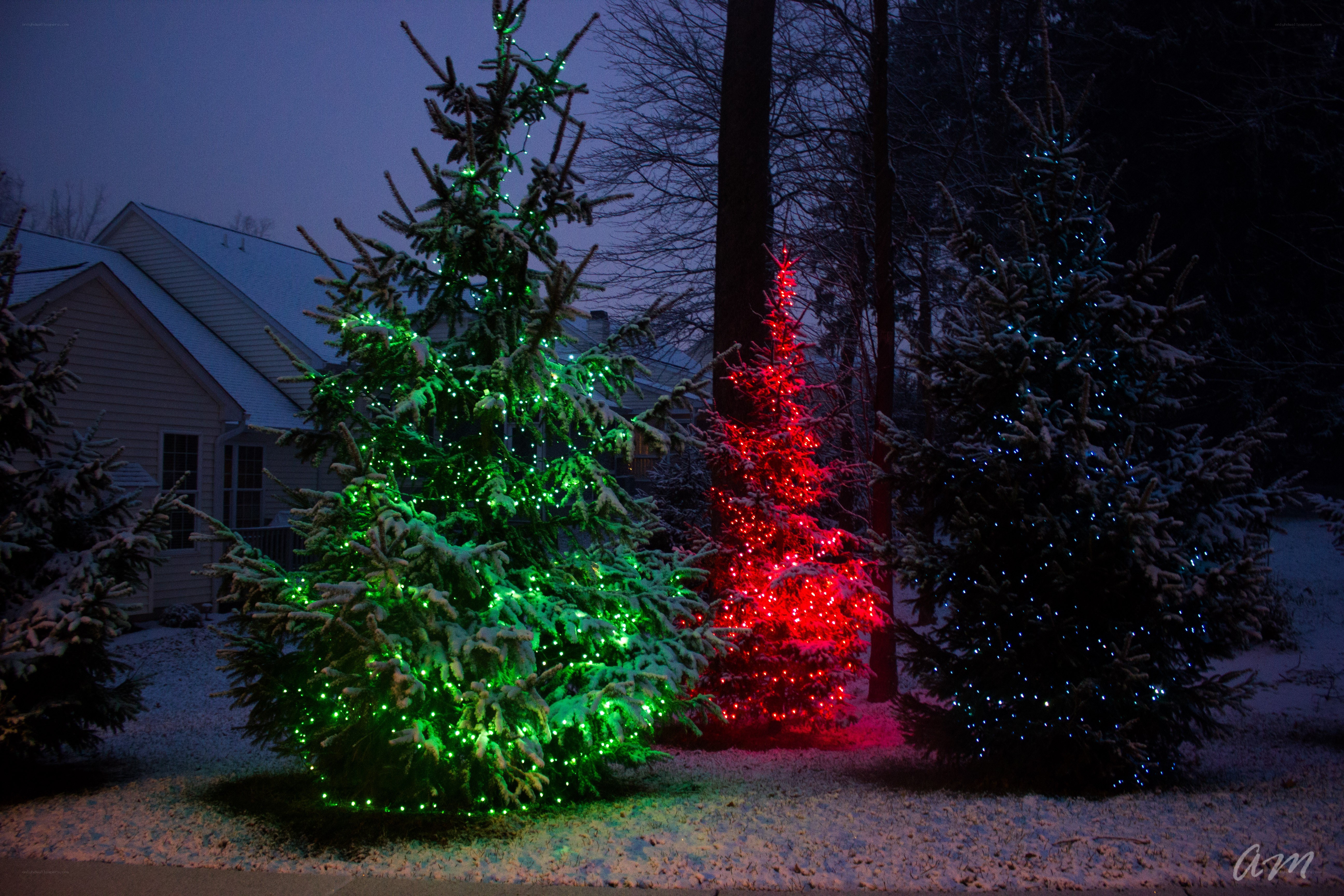 Christmas trees in snow