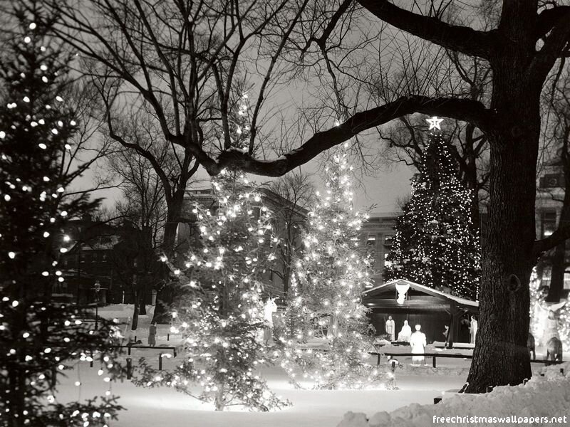 Christmas Trees in Snow — Black