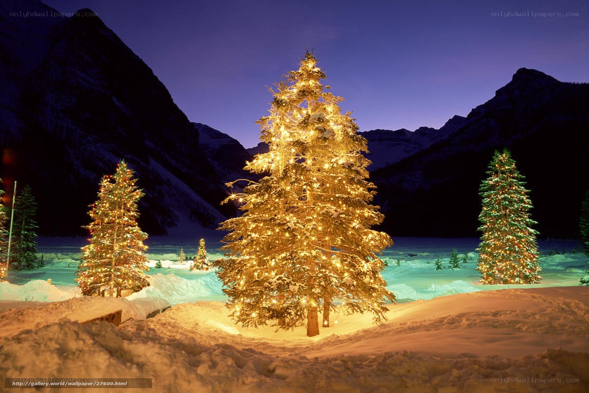 Christmas trees in snowy mountains