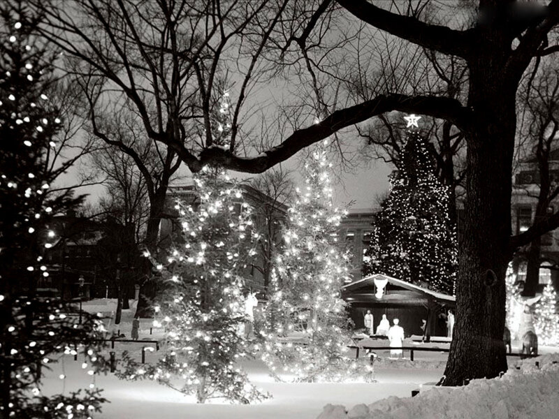 Christmas trees in snowy park
