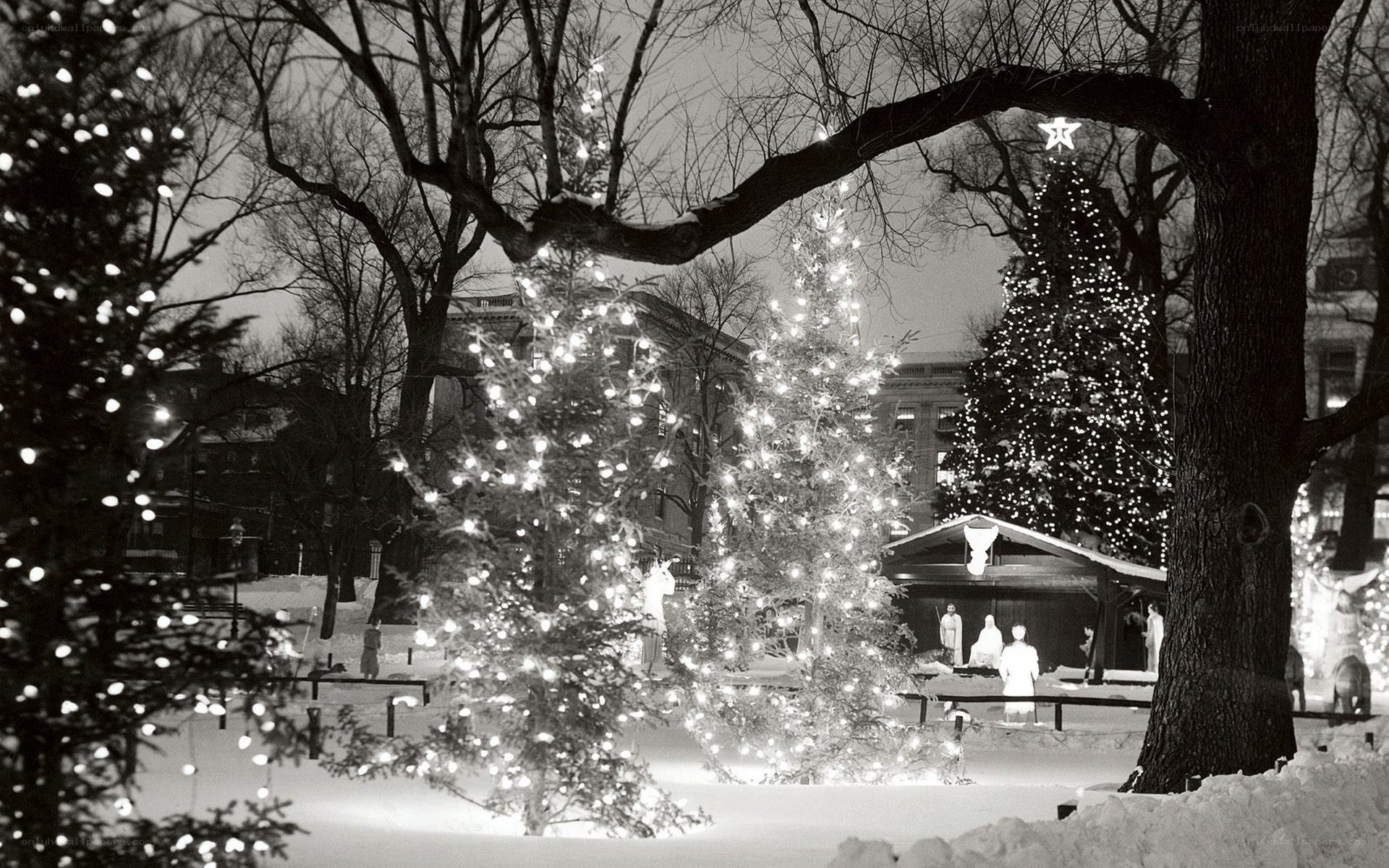 Christmas trees in snowy park