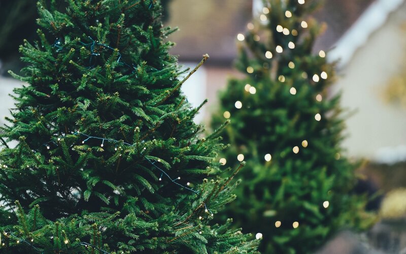 Christmas trees with lights