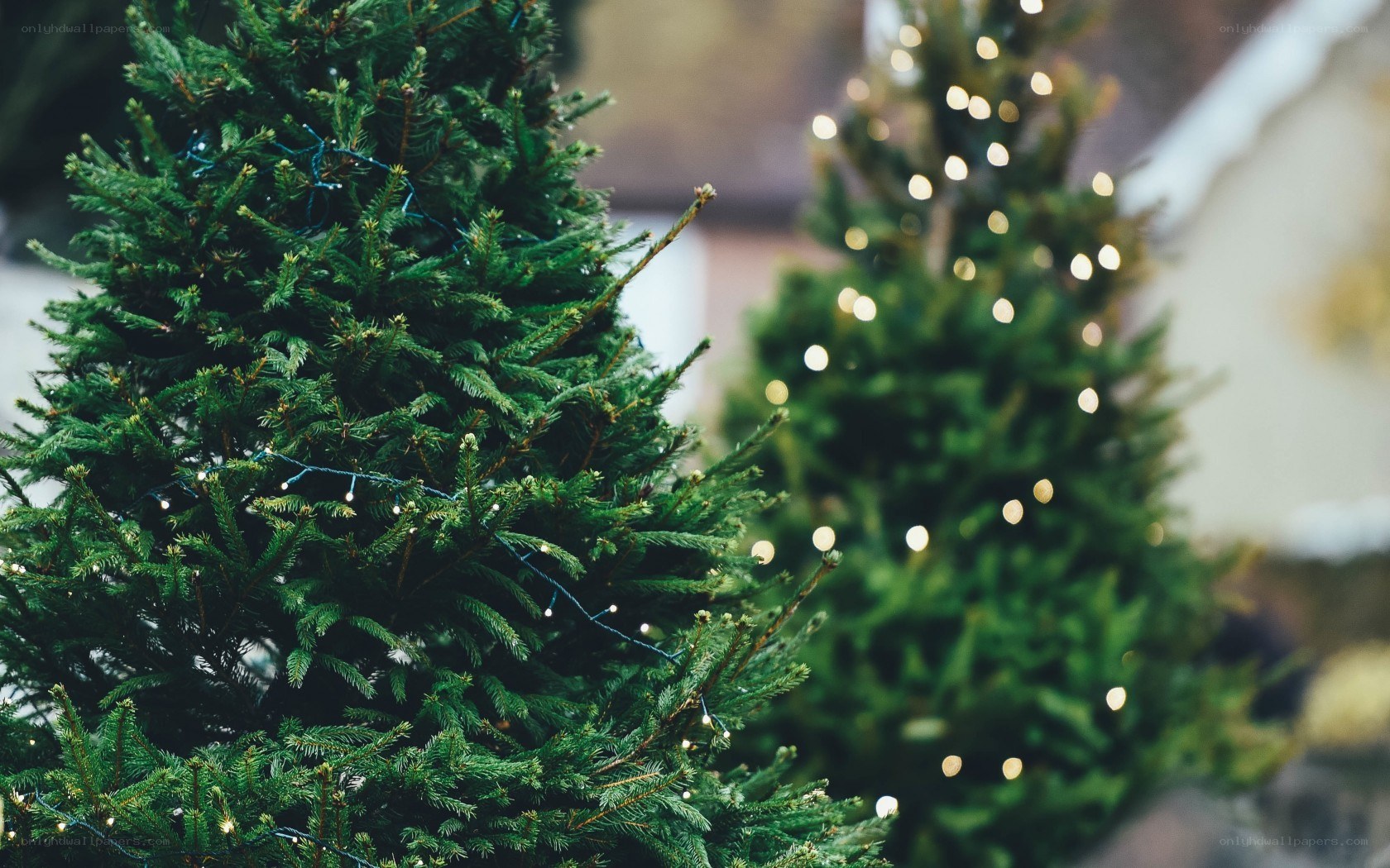 Christmas trees with lights