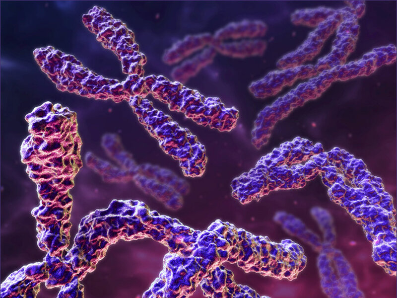 Chromosomes in cell division