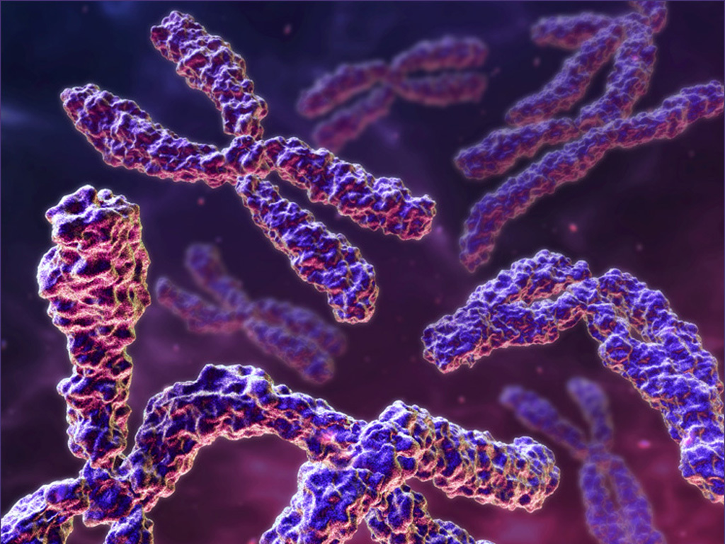 Chromosomes in cell division