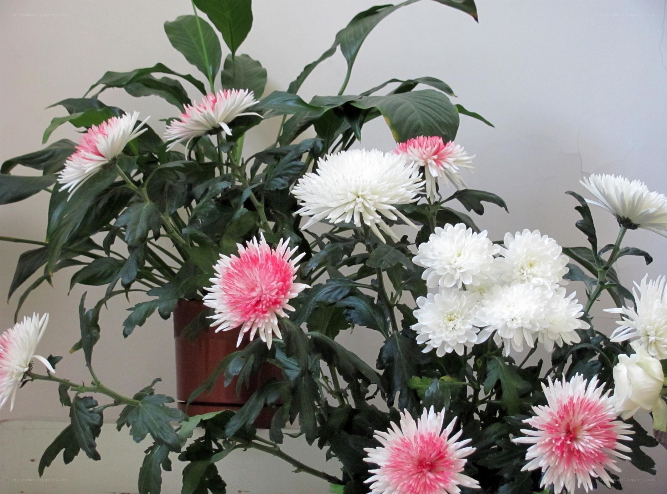 Chrysanthemum bouquet in pot