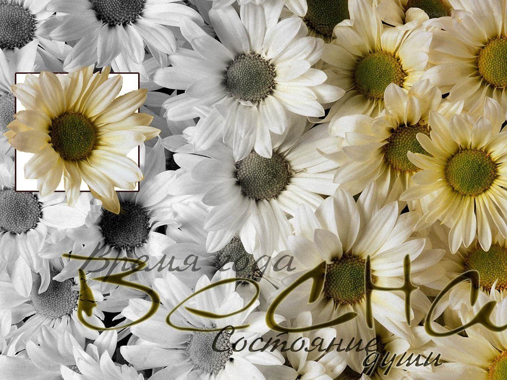 Chrysanthemum floral background