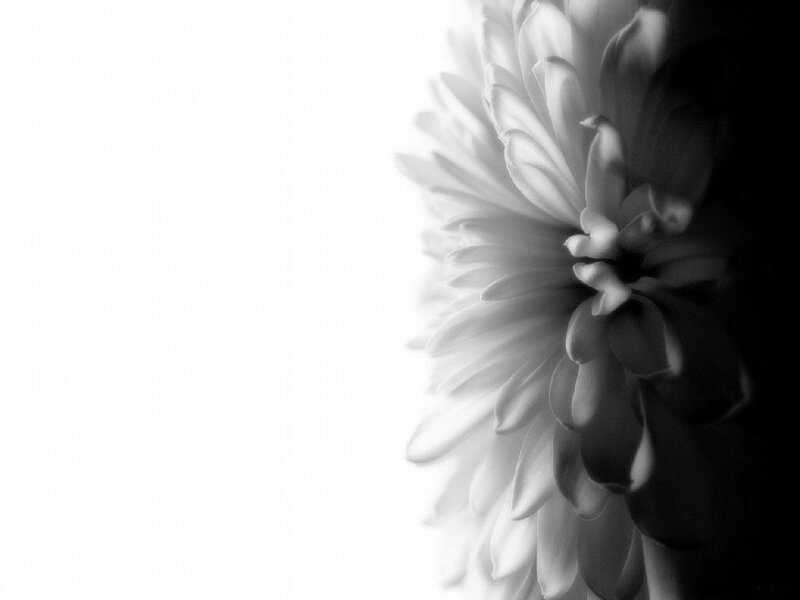 Chrysanthemum Flower — Black