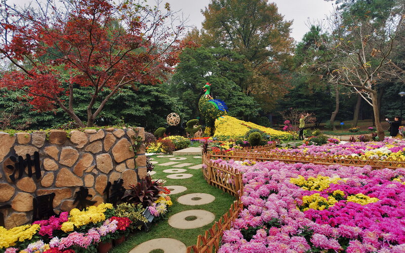Chrysanthemum Flower Display — Pink