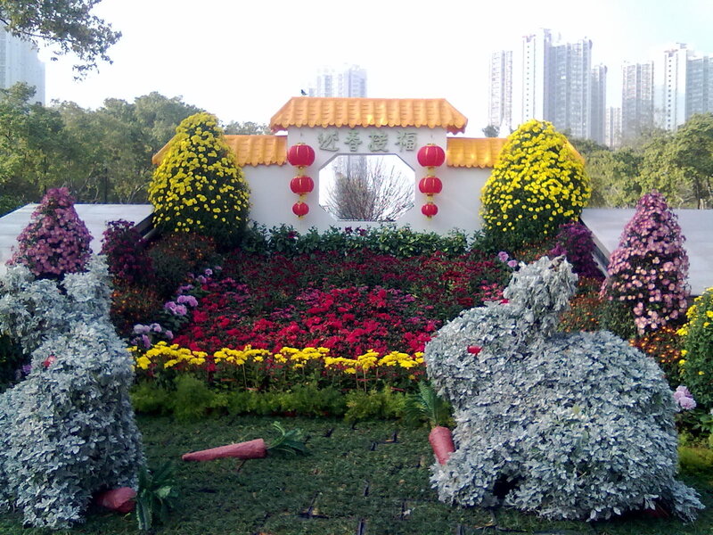 Chrysanthemum Flower Display